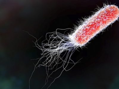 Mikrobiologicky rozbor vody Escherichia coli,e coli
